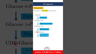 Glycogenesis formation of glycogen from glucose [upl. by Osric106]