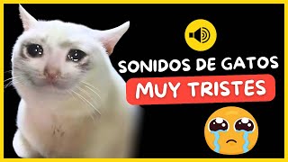 😭 ¿SABÍAS QUE LOS GATOS LLORAN ESCUCHA ESTOS SONIDOS DE GATOS TRISTES 💔 [upl. by Brandais]