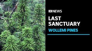 Last remaining colony of Wollemi Pines given special protection status  ABC News [upl. by Nauwtna310]