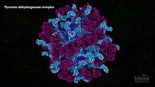 Pyruvate Dehydrogenase  HHMI BioInteractive Video [upl. by Rozalin]