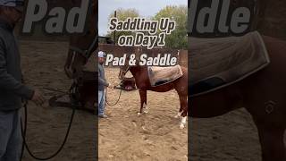 🌟SUBSCRIBE MankinsPerformanceHorses coltstarting riding horses fyp saddle horsevideo pad [upl. by Arekahs]