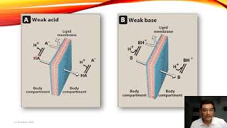 Passage of Drugs Across Membrane Barriers  Drug Transport Mechanisms  General Pharmacology [upl. by Gayler]