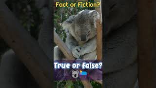 Fact or Fiction  How Many Hours Do Koalas Sleep 🤔 [upl. by Elsinore]