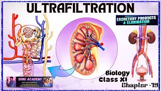 ULTRAFILTRATION  Chap  19  class11 biology neet education excretion [upl. by Ewan]