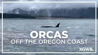 Orcas spotted off the Oregon Coast  Raw video [upl. by Casia]