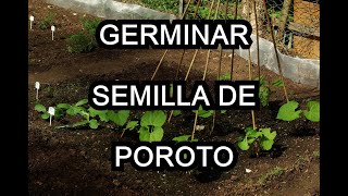 Cómo sembrar una semilla de poroto [upl. by Raines]