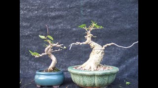 Two Premna Bonsai Get Their Last Major Cut Back [upl. by Erny]