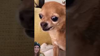 Funny Animals vídeo shorts video tiktok viralvideo [upl. by Connors]