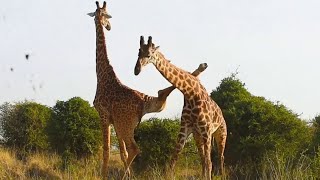 Funniest Giraffes Fighting Ever [upl. by Brandenburg88]