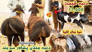 Dumba Mandi Peshawar New Updates 16 May 2024  Eid Ul Azha Turki Balkhi Sheep Price  Izhar Ali Shah [upl. by Cirdor]