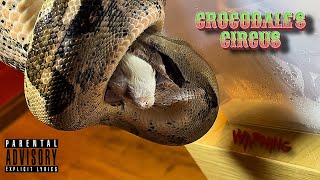 Boa Constrictor BCI  feeding 🎬 041024 [upl. by Wershba]