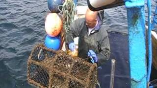 Creel fishing for lobster off Fife Scotland [upl. by Paul]