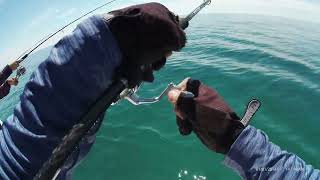 chasing frenzy of king fish one cast one strike amazing day of fishing [upl. by Sivlek73]