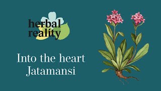 Jatamansi Himalayan Herb of Tranquility [upl. by Seidler]