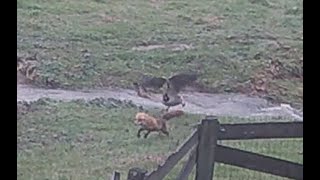 Fox vs Canada Goose [upl. by Venator]