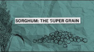 Sorghum The Super Grain  Sorghum in Schools [upl. by Melar317]