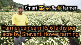 Farmer can earn 6 lakh per acre by shevanti flower farming  floriculture in india  indias farming [upl. by Castra]