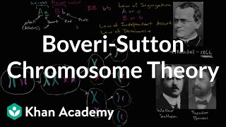 BoveriSutton Chromosome Theory [upl. by Valley]