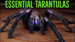 MUST HAVE Tarantulas  YOU Need These BIG Spiders [upl. by Nnaxor]