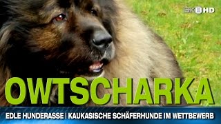 EDLE HUNDERASSE  KAUKASISCHE SCHÄFERHUNDE IM WETTBEWERB [upl. by Airla]