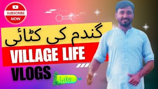 quotLife in the Village A Vlog Seriesquot  Gandam Ki Katai  Fasal Ki Katai [upl. by Earlie173]