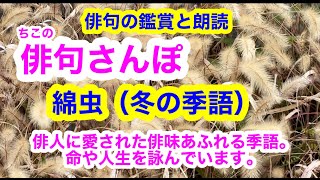 【俳句さんぽ・第96回】綿虫（冬）俳人に愛された俳味あふれる季語。いのちや人生を詠んでいます。 [upl. by Kreit]