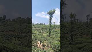 Valparai tea estate [upl. by Nilyad]