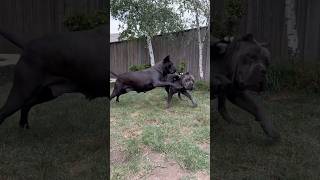 Cane Corso play corrections dog youtubeshorts canecorso shorts power [upl. by Nnylireg]