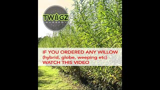 1 Watch if you ordered a Hybrid Willow Globe Willow or Weeping Willow from Twigznurserycom [upl. by Jackqueline]