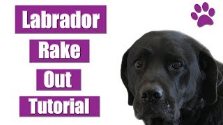 How To Rake amp Deshed A Labrador Retriever  Pet Grooming Tutorial [upl. by Calendre]