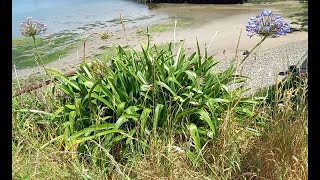 Cornwall Coastline Enchanting African Lily Blooms by the Sea [upl. by Dianthe]