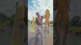 africas biggest goliath frogfrogshortsshortyoutubeshortsshortvideotrendingyoutubeytshorts [upl. by Monroy]