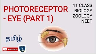 Rods and Cone cells Photoreceptors in the human retina Alevel Biology Nervous System [upl. by Scarlett]