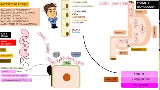 Helicobacter PYLORI duodenitis [upl. by Aurilia14]