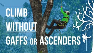 No spikes No ascenders No Problem Use the lanyard crawl Tree climbing method Strider Tree [upl. by Ydiarf]