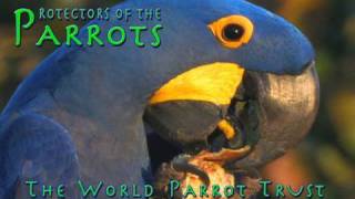 Protectors of the Parrots  World Parrot Trust [upl. by Hairej]