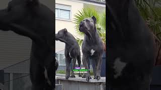 5 Shocking Cane Corso Secrets You Never Knew [upl. by Einaffyt]