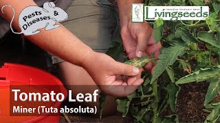 Tomato Leaf Miner Tuta absoluta [upl. by Skerl414]