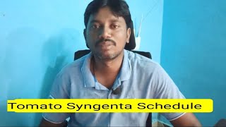 Tomato 🍅 Crop  Syngenta spray schedule Muralikrishna agriculture support [upl. by Werdma]