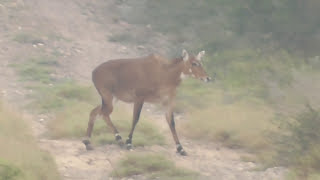 Nilgai en Bravo Nuevo Leon [upl. by Elem]