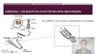 Bouw en functie van DNA HAVO en VWO [upl. by Ocirema945]