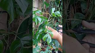 Rhaphidophora tetrasperma propagation houseplant diy gardenhacks handmade terracottapots fyp [upl. by Anerhs280]