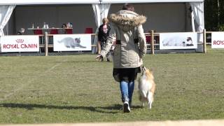 Animal Event Doggy Dance Sheltie training [upl. by Eiggam]