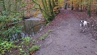 Duxbury Ancient Woodland walk through [upl. by Woolley996]