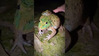 Catching frogs funny viral  funny video frog  Ting Ting frogs funny [upl. by Sillig]