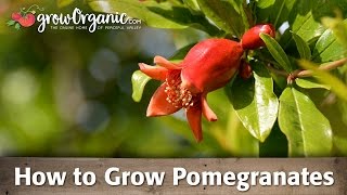 How to Grow Organic Pomegranates [upl. by Murage330]