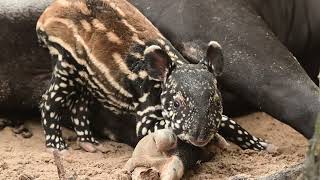 Endangered Malayan Tapir Born at Zoo Miami [upl. by Kunin]