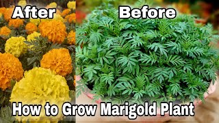 Free 100 Marigold plant How to grow Marigold plant from seeds [upl. by Uel]