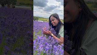 Warwickshire Lavender Farm warwickshire lavenderfarm lavender coventry england uk jibiseye [upl. by Mackenie799]