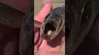 How This Parasite Eat Fish Tounge [upl. by Gerek906]